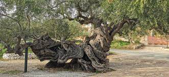 old olive tree gozakynthos gr