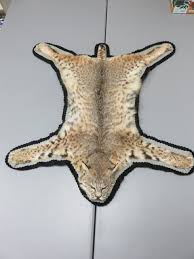 bobcat taxidermy rug c 113bc