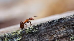Ist das nest gut zugänglich, können sie es auch per staubsauger aufsaugen. Hausmittel Gegen Ameisen Was Hilft Gegen Ameisen