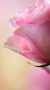 pink rose flower love nature hd
