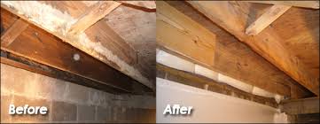 mold reation removal charlotte