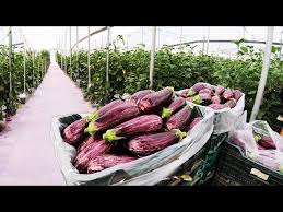 Eggplant In Greenhouse