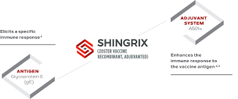 Shingles is a condition that you can develop if you've had chickenpox before. Shingrix Mechanism Of Action Shingrix For Healthcare Professionals