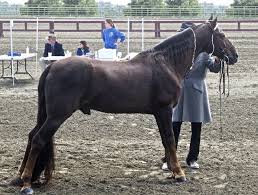 Tennessee walkers are famous for their gaits, which are extremely pleasant for riders: Tennessee Walking Horse Wikipedia