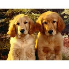 These beautiful and loyal dogs will be an amazing asset to any family. 50 Golden Retriever Puppies Ideas Golden Retriever Puppies Retriever