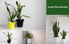 How Snake Plant Benefits In Home