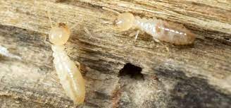 drywood termites vs subterranean termites