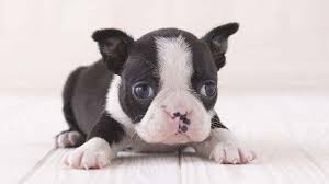 This is due to a mutation in the chromosome pool of the blue boston terrier. Boston Terrier Price Temperament Life Span