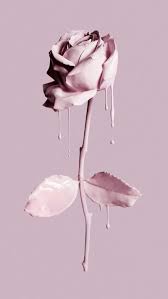 pastel rose flower paint pink hd