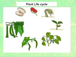 New Standards 6th Grade Plants1 Classification Processes