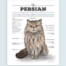 persian cat diagram watercolor art