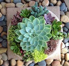 How To Take Care Of Succulent In