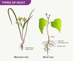 root system roots types of roots and