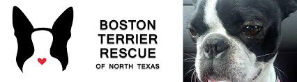 boston terrier rescue of north texas