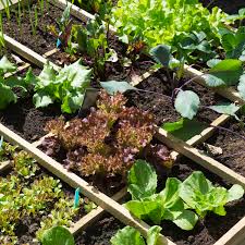 growing an organic vegetable garden