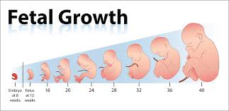 Correct Baby Trimesters Chart Pregnancy Growth Chart For Mom