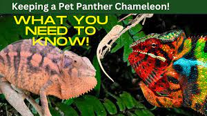 panther chameleon care chameleon academy