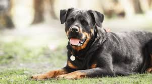 Rottweilers Whats Good And Bad Behavior Temperament More