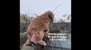 toy poodle puppies in egypt