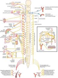 somatic motor nervous systems