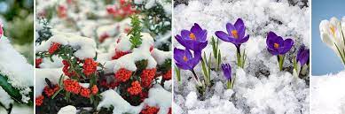 Soğuk havalara karşı en dirençli çiçekler arasında ilk sıralarda yer alan nergis çiçeğini açık havada da yetiştirmeniz mümkün. Soguk Havaya Dayanikli Cicekler Cem Botanik