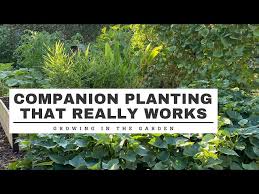 Companion Planting That Really Works