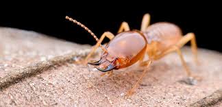 Keep Termites Out and Know the Sure Signs of an Infestation