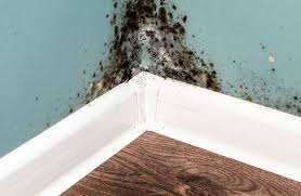 Basement Mold Removal Services In