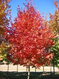 best maple tree for your yard