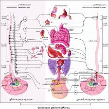 The nervous system forms the major communication and regulatory centre as well as the control the nervous system, along with the endocrine system, regulates homeostasis. Schematic Representation Of The Autonomic Nervous System Divisions And Download Scientific Diagram