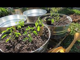 large vegetable plants in containers