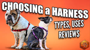 Choosing A Dog Harness Best Ones And How To Use