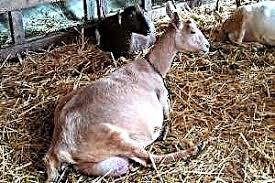 ولادة الماعز البكر , علامات ولاده الماعز واسعافاتها. Ø§Ù„Ù…Ø§Ø¹Ø² Ø§Ù„Ø­Ø§Ù…Ù„ Ø§Ù„Ø­ÙŠÙˆØ§Ù†Ø§Øª