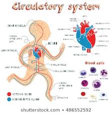 Royalty Free Circulatory System Stock Images Photos