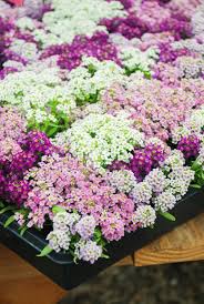 If your flower beds contain soil that's these periods of low rainfall and intense heat can put your flowers under a lot of stress. 16 Annuals That Bloom All Summer Long Natalie Linda