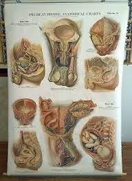 Vintage American Frohse Anatomical Chart No 9 Medical Wall