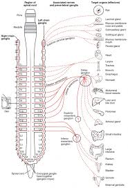 Divisions Of The Autonomic Nervous System Anatomy And