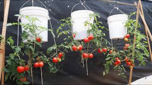 amazing tomato growing ideas hanging
