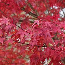 red foliage trees weston nurseries