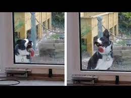 Dog Won T Stop Licking Windows
