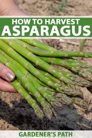 how and when to harvest asparagus