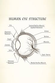 Eye Diagram Chart Wiring Diagrams