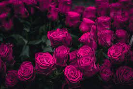 dark pink rose images browse 124 980