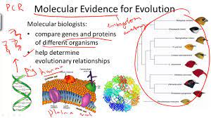 molecular evidence for evolution you