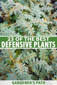 Defensive Plants For Home Security