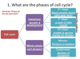Ch 3 1 Cell Cycle Overview
