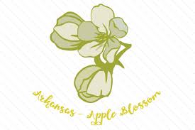 State Flower Arkansas Apple Blossom Svg Cut Files Cricut Svg File Photos Graphics Fonts Themes