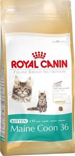 royal canin feline breed kitten maine