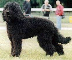 You can increase the probability of curly haired puppies if one or both parents are carriers of the curly hair. Barbet Dog Wikipedia