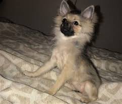For more funny animal pictures, click here. Pomeranian Puppy Uglies The Funny Stage Of Pom Puppies